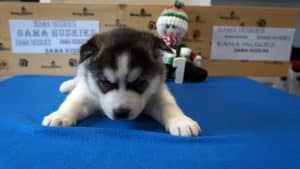 black and white husky puppy