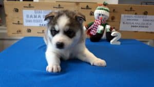 grey husky puppy