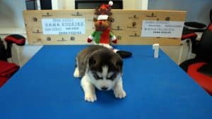 black and white husky puppy
