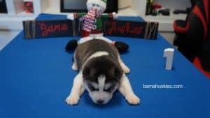 black and white male husky puppy