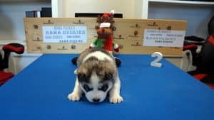 grey and white alabama fan husky puppy