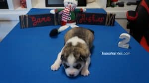 grey and white husky puppy for sale