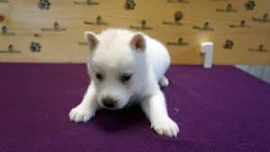 white female husky puppy