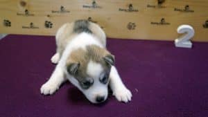 Grey husky puppy for sale