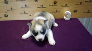 Siberian husky puppy for sale