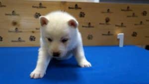 White male husky puppy