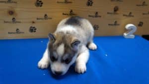 Grey male husky puppy for sale