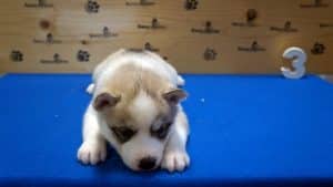 Light colored male grey and white husky puppy
