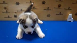 grey and white puppy
