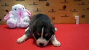 black and white female husky puppy