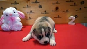 Grey and white female husky puppy