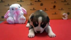 Grey and white female husky puppy