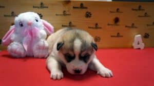 Grey and white female husky puppy