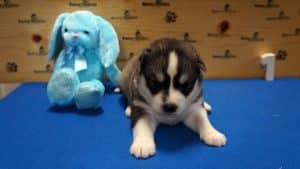 Black and white male husky puppy