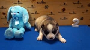 Grey husky male puppy for sale