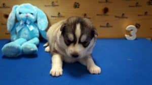 Siberian husky puppy for sale