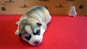 Grey husky puppy