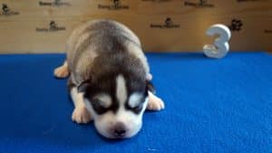 dark colored husky puppy