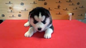 black and white husky puppy