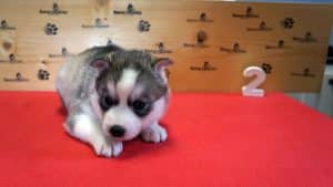 Grey husky puppy for sale