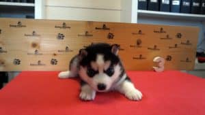 black and white female husky puppy