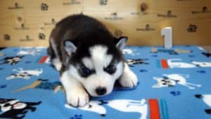 Black and white male husky puppy