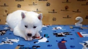 white husky puppy