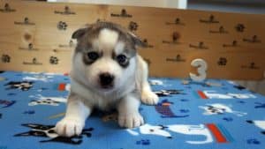 grey and white husky puppy