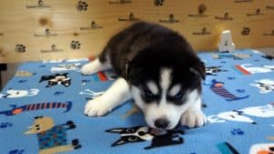 male husky puppy
