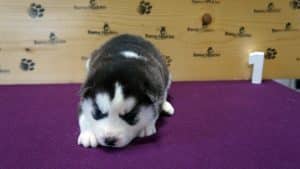 black and white husky puppy
