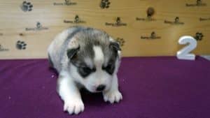 Grey husky puppy for sale