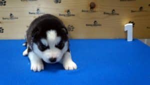 Siberian husky puppy for sale