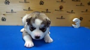 Grey husky puppy for sale