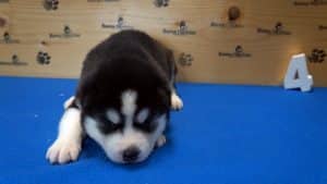 male husky puppy