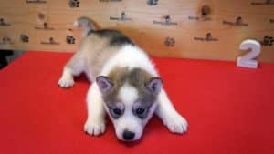 Grey husky puppy for sale