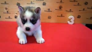 Grey husky puppy for sale