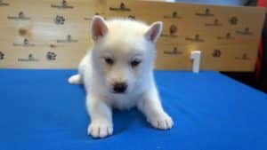 white male husky puppy