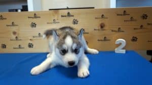 grey husky puppy