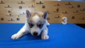 grey and white husky puppy