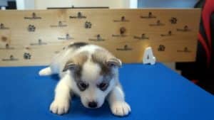grey and white husky puppy
