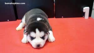 black and white female husky puppy