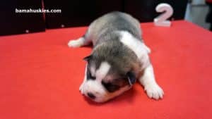grey and white husky puppy