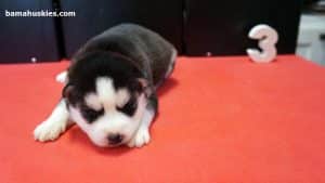 black and white husky puppy for sale