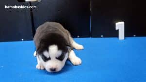 black and white male husky puppy
