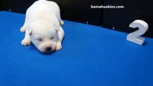 white husky male puppy