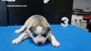 grey and white male husky puppy