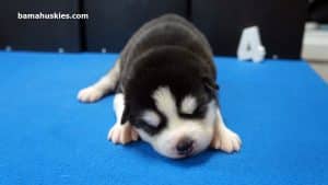 husky puppy