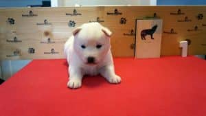 white husky puppy