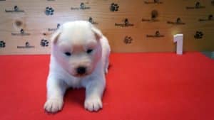 white female husky puppy for sale