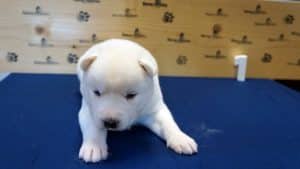 white male husky puppy